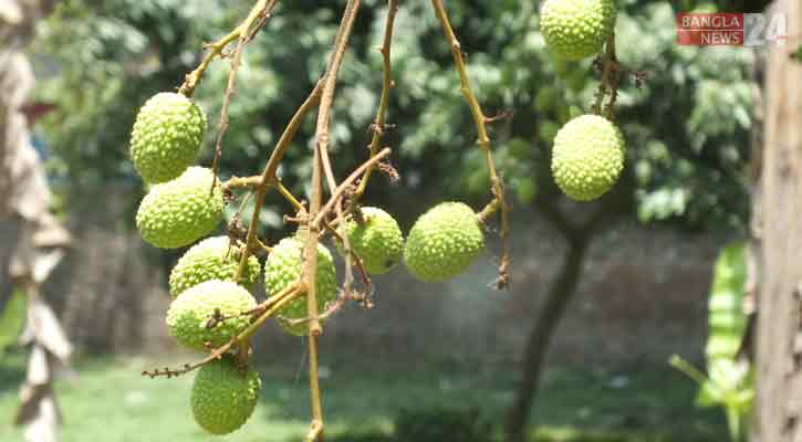 তীব্র তাপদাহে ঈশ্বরদীতে শুকিয়ে যাচ্ছে লিচু