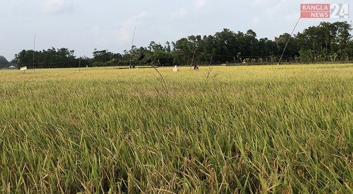 ফেনীতে বোরোর বাম্পার ফলন, ছাড়াবে উৎপাদন লক্ষ্যমাত্রা