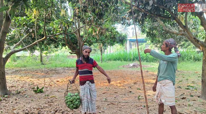 অপেক্ষা শেষ, নামল রাজশাহীর আম