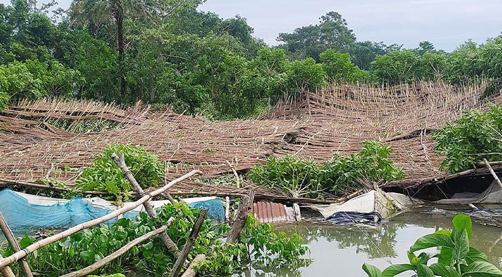 ঘূর্ণিঝড় রিমাল: বরিশালে পান চাষে ক্ষতি ৯৮ কোটি টাকা