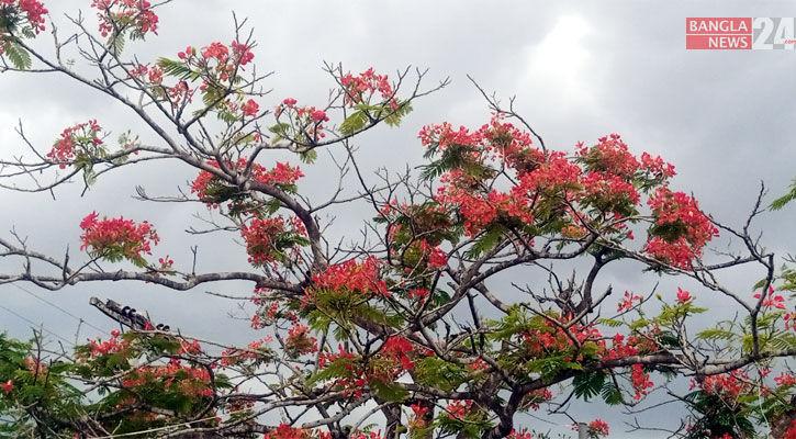 একদিকে ক্ষত, অন্যদিকে স্নিগ্ধ সৌন্দর্য