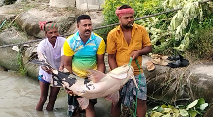 পদ্মায় ধরা পড়ল ২৯ কেজির বাঘাইড়, ৩৮ হাজারে বিক্রি