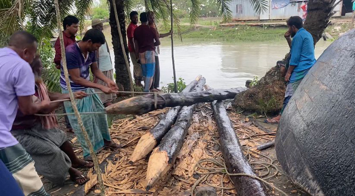 সংরক্ষিত বনের কেওড়া গাছ উদ্ধার, অভিযুক্তকে ছেড়ে দেওয়ার অভিযোগ