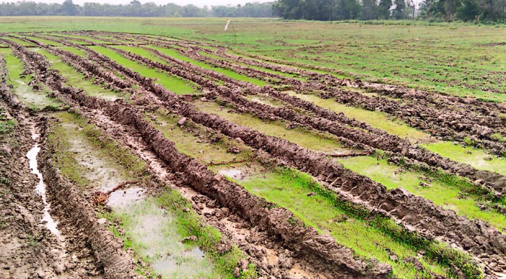 নাচোলে শত্রুতার জেরে আমন ধানের বীজতলা নষ্টের অভিযোগ