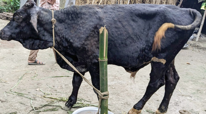 মানিকগঞ্জে লাম্পি স্কিন ভাইরাস, আতঙ্কে খামারিরা