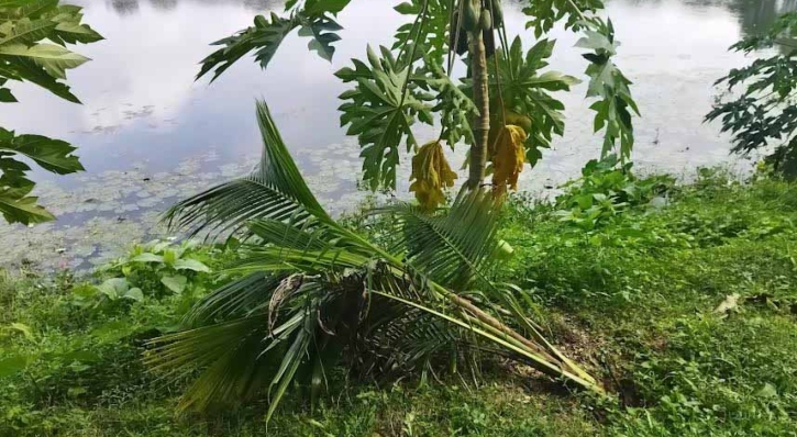 ঐতিহাসিক ঘোড়াদিঘির পাড়ের শতাধিক গাছ কেটে ফেলেছে দুর্বৃত্তরা