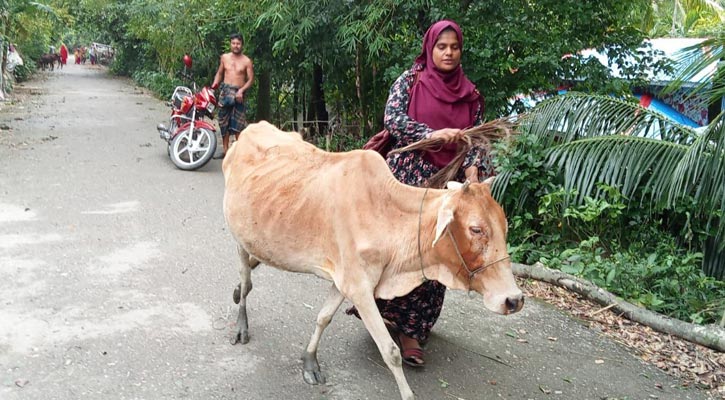 কিস্তির টাকা না পেয়ে গরু ছিনিয়ে নিলেন এনজিওর কর্মী