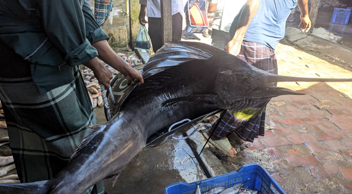 কুয়াকাটায় ৪৬ কেজি ওজনের পাখি মাছ, বিক্রি ৯ হাজারে