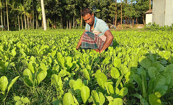 ক্ষেত থেকে  শাক তুলছেন  কৃষক। লক্ষ্মীপুরের ভবানীগঞ্জ এলাকা থেকে ছবি তুলেছেন মো. নিজাম উদ্দিন